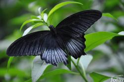Papilio memnon