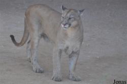 Puma concolor