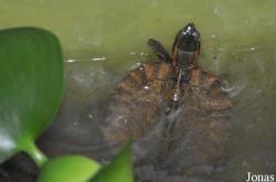 Tortue non identifée