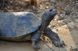 Cuc Phuong Turtle Conservation Center (TCC)
