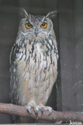 Bubo sp.