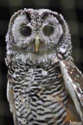 World of Owls