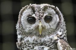 World of Owls
