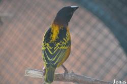 Toni´s Zoo