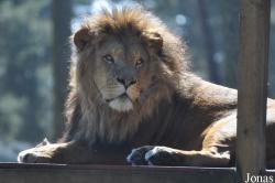 Panthera leo somaliensis