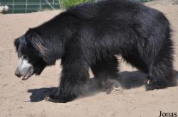 Safaripark Beekse Bergen