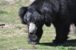 Safaripark Beekse Bergen