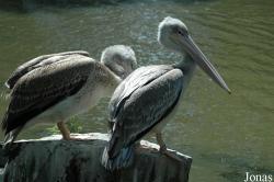 Safaripark Beekse Bergen