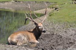 Safaripark Beekse Bergen