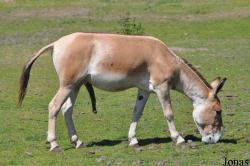 Safaripark Beekse Bergen