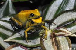 Phyllobates bicolor