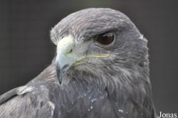 Geranoaetus melanoleucus