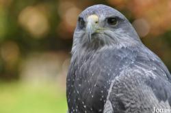Geranoaetus melanoleucus australis