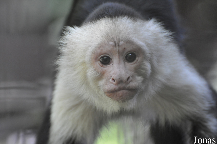 Dierenpark De Oliemeulen