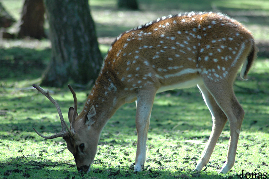 Safaripark Beekse Bergen