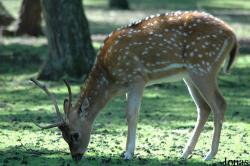 Safaripark Beekse Bergen