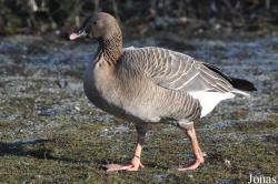 Anser brachyrhynchus
