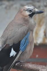 Vogelrevalidatiecentrum Zundert