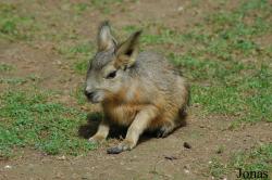 Caviidae