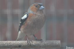 Fringilla coelebs