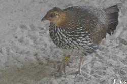 Vogelpark Heiligenkirchen