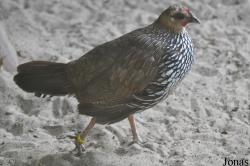 Vogelpark Heiligenkirchen