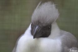 Vogelpark Heiligenkirchen