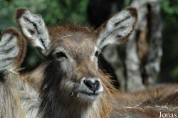 Safaripark Beekse Bergen