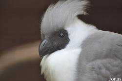Vogelpark Heiligenkirchen