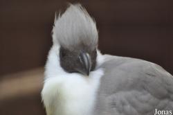 Vogelpark Heiligenkirchen