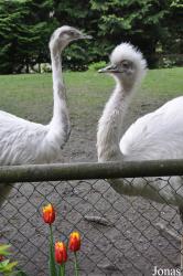 Vogelpark Heiligenkirchen