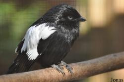 Vogelpark Heiligenkirchen