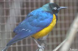 Vogelpark Heiligenkirchen
