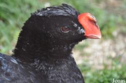 Vogelpark Heiligenkirchen