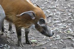 Zoo Osnabrück