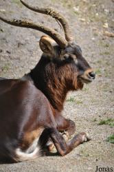 Zoo Osnabrück