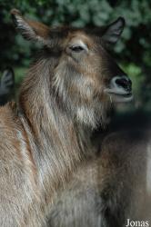 Safaripark Beekse Bergen