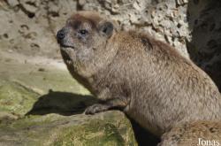 Procavia capensis syriacus