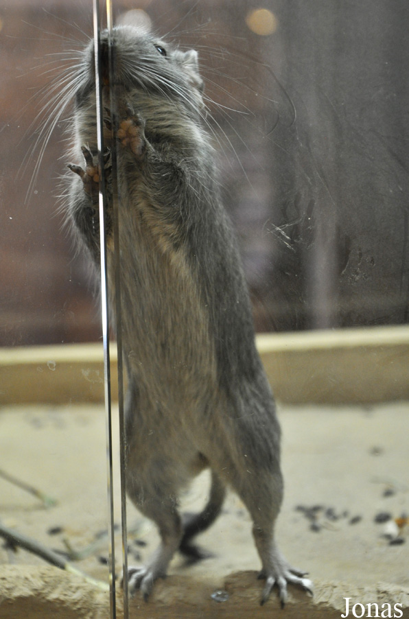Zoo Osnabrück