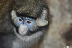 Cercopithecus ascanius ascanius