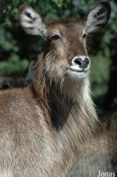 Safaripark Beekse Bergen