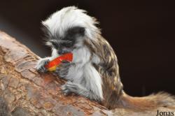 Zoo Duisburg