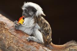 Zoo Duisburg