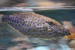 Sea Life Val d'Europe