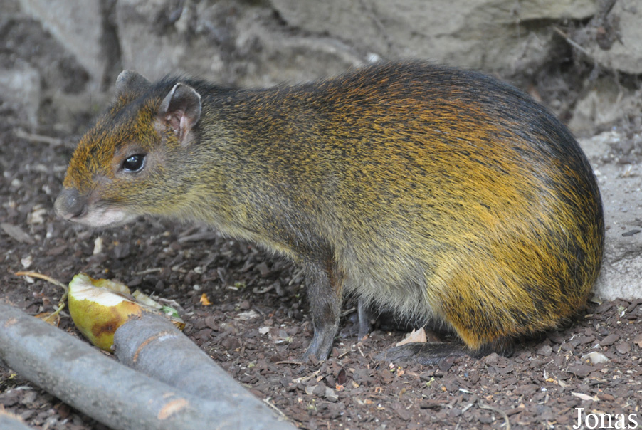 Ménagerie du Jardin des Plantes