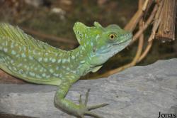 Ménagerie du Jardin des Plantes