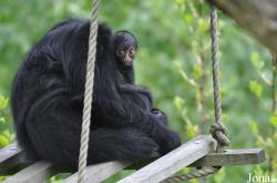 GaiaPark Kerkrade Zoo