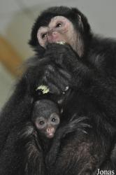 GaiaPark Kerkrade Zoo