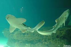 Aquarium le Septième Continent