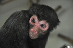 GaiaPark Kerkrade Zoo